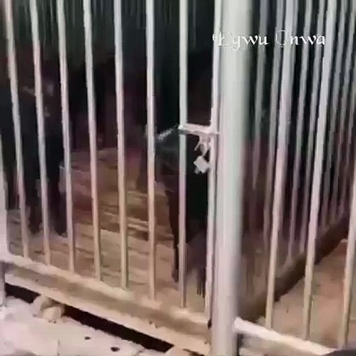 Smart Goat
