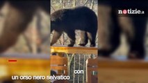 Usa, orso si rilassa nella vasca idromassaggio di un turista: l'incontro è incredibile