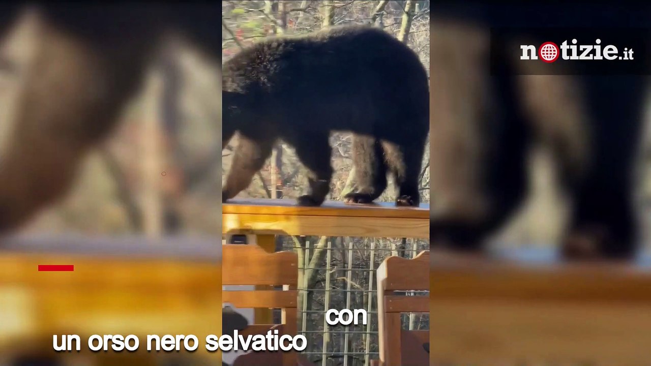Usa, orso si rilassa nella vasca idromassaggio di un turista: l'incontro è incredibile