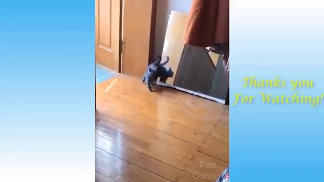 Cute Fun