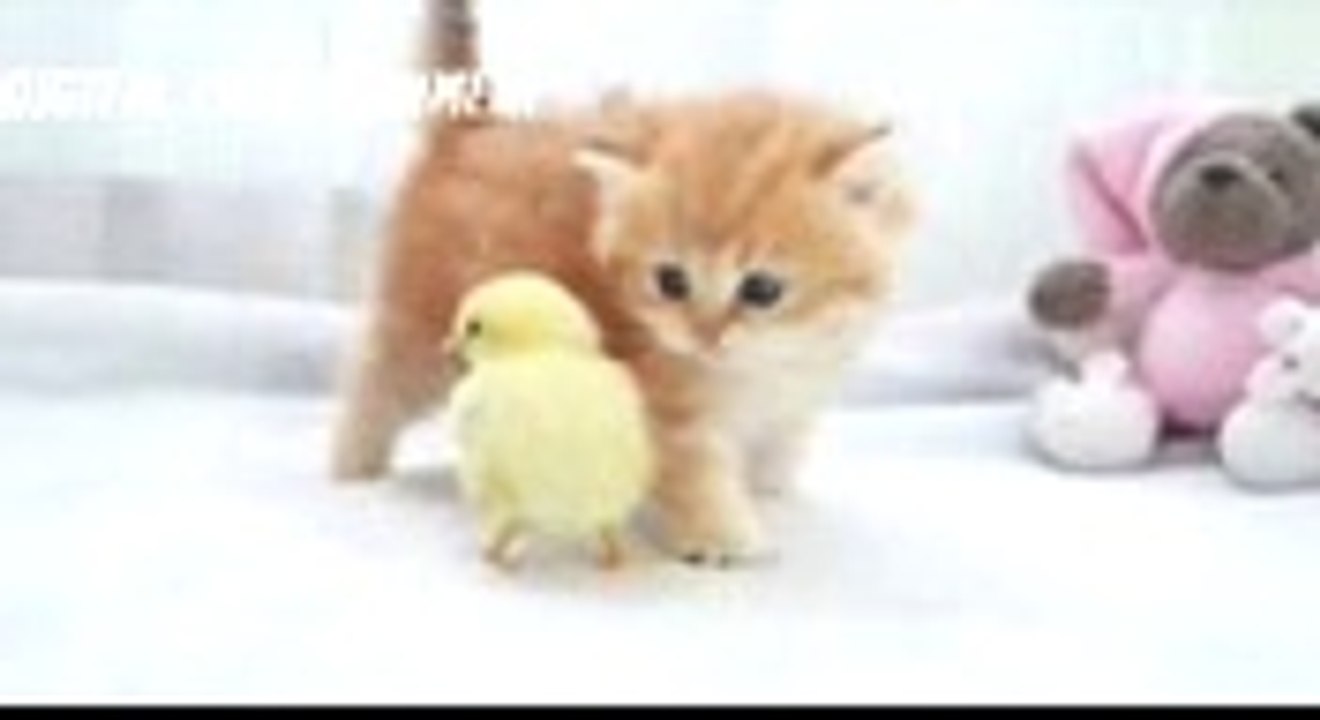 Cat Playing with  yolk -  very Funny