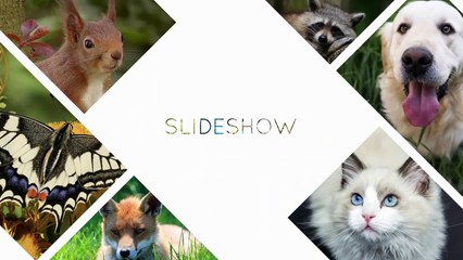 Corgi Gets Own Intro Sign To Brings Happiness To Everyone On Her Block