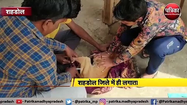 अब 'डॉग्स' में बढ़ रहा जानलेवा 'पार्वो वायरस' का खतरा, अलर्ट पर प्रशासन