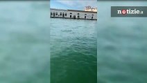 Venezia, coppia di delfini avvistata nel Canal Grande: il video