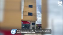Cobra andando em fio chama a atenção de moradores em Jaguaré