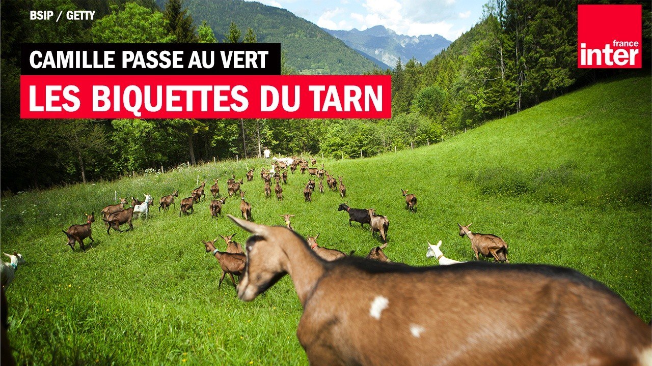 Les biquettes du Tarn - Camille Passe au Vert