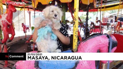 Hundreds of dogs receive the blessing of Saint Lazarus in Nicaragua