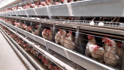 Türkiye'de yumurta fiyatlarını belirleyen ilçede 6 milyon tavuk, 5 bin insan yaşıyor