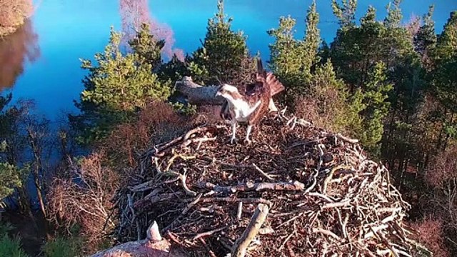 Osprey Watch - LM12 at Loch of the Lowes Wildlife Reserve on Sunday 21 March