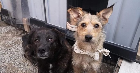 Rosa et Bueno, un mignon couple de chiens, refusent d'être séparés et nous jouent le remake de « La Belle et le Clochard »