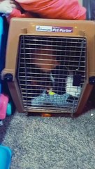 Caring Great Dane Puppy Cuddles Kiddo