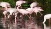 This One Defining Trait in Flamingos Can Determine How Aggressive They Are Over Food