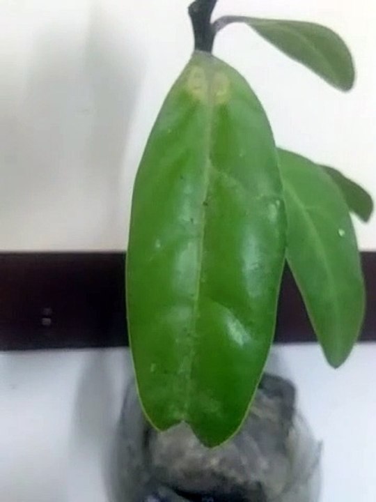 indoor plant 2