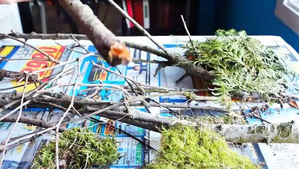 Building A Creative Tree