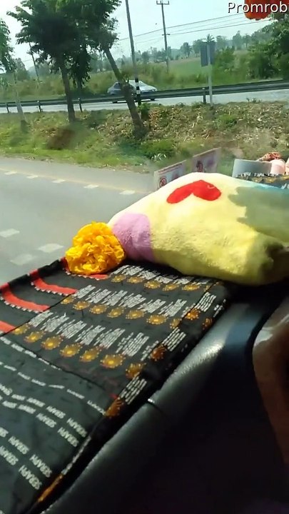 Sleepy Cat Naps on Road Trip
