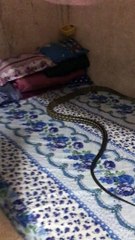 Girl Discovers a Large Snake on Her Bed