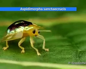 The Golden Tortoise Beetle (Aspidimorpha sanctaecrucis), found in the Southeastern Asia. Credit- Thokchom Son