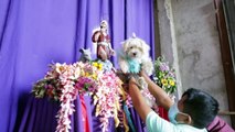 San Lázaro protege a los perros en Nicaragua