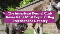 The American Kennel Club Reveals the Most Popular Dog Breeds in the Country