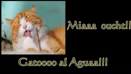 Funny videos to keep laughing