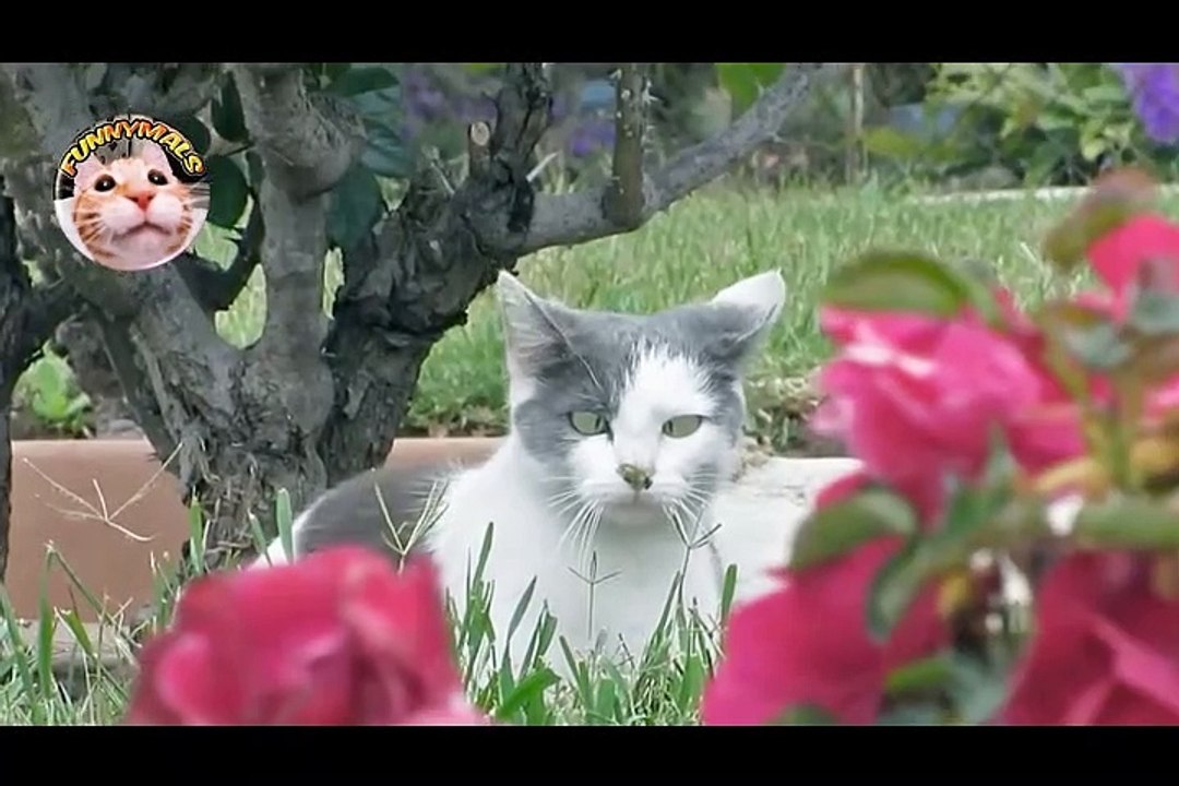 Compilation of the Craziest and Funniest Cats (only the best)