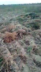 Video: तेज अंधड़ व तूफान से जनजीवन अस्त व्यस्त