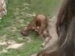 monkey peeing in his own mouth (heetmail.nl)