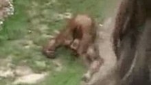 monkey peeing in his own mouth (heetmail.nl)