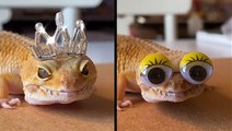 Gecko Lives That Totally Fab Life