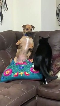 Dog Playing with Cat Puts Paws Up