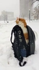 Cat Says "Nope" to Snow Storm