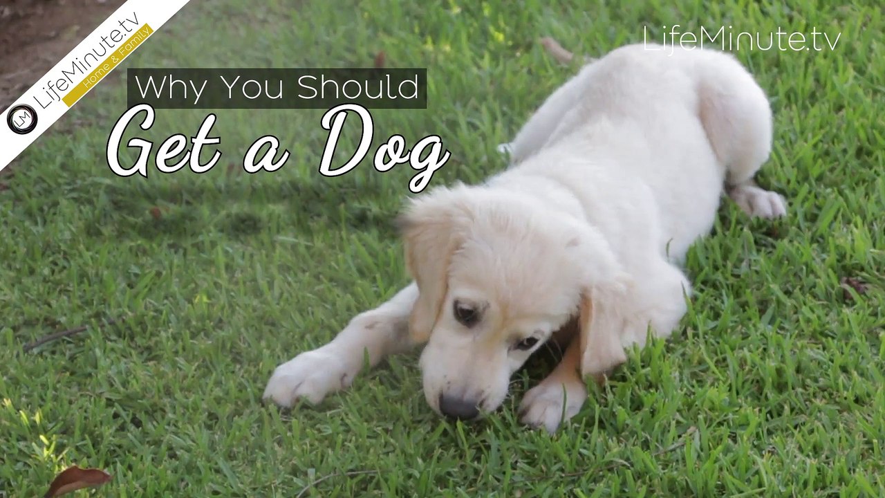 Why You Should Get a Dog