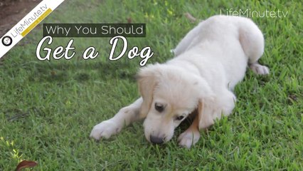 Why You Should Get a Dog