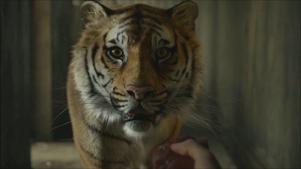 La #VIDA de #PI (Alerta de Spoiler!)