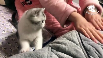 LOS MEJORES VIDEOS DE MICHIS!!! Te Reto a NO REIRTE! #003