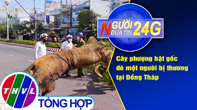 Người đưa tin 24G (6g30 ngày 23/3/2021) - Cây phượng bật gốc đè một người bị thương tại Đồng Tháp