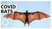 Covid Likely Jumped from Bats at Wildlife Farm — WHO Study