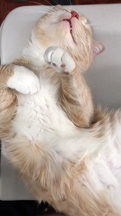Sleeping  Cat