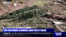 Des centaines d'arbres abattus et volés dans une forêt de l'Ariège