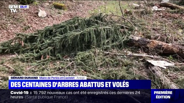 Des centaines d'arbres abattus et volés dans une forêt de l'Ariège
