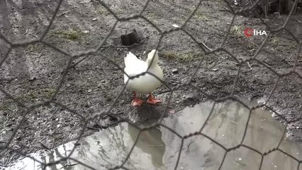 Küçük Yusuf'la ördeğin dostluğu görenleri hayrete düşürüyor