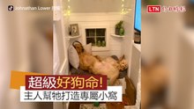 超級好「狗」命！ 牠的舒適小窩有電視還有壁爐