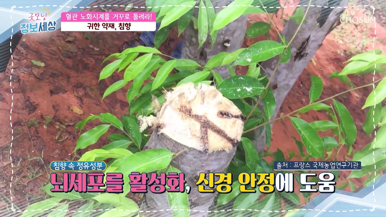 혈관 튼튼 혈관을 지켜주는 ❛이것❜의 정체는? TV CHOSUN 2103223 방송