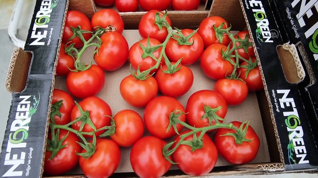 SİVAS - Sivas'ın ilk jeotermal serasında domates hasadı yapıldı