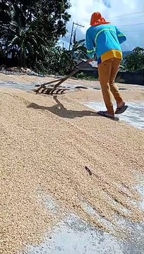 Grains grains Drying