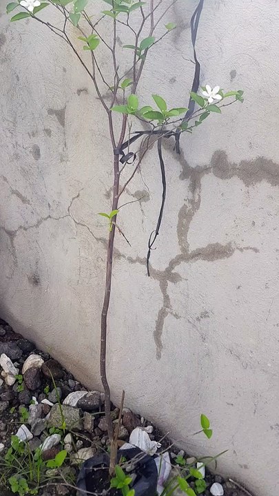 halaman sa aming bakuran