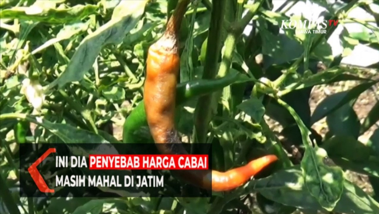 Ini Dia Penyebab Harga Cabai Masih Mahal di Jatim