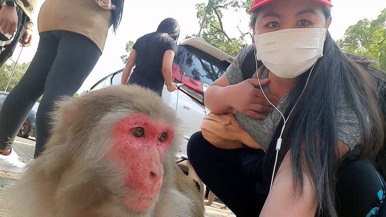 FRIENDLY MONKEY