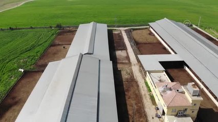 Badem ağaçları için gübre elde etmek amacıyla başladığı hayvancılıkta çiftlik sahibi oldu