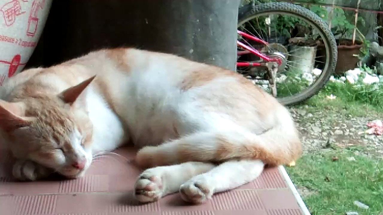 ganyan ang pusa na tulog